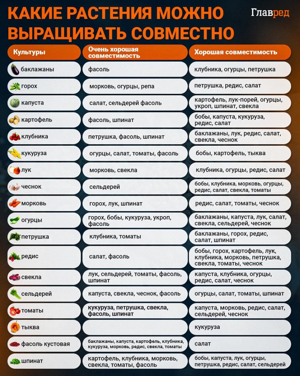 Hvilke planter kan dyrkes sammen - infografik