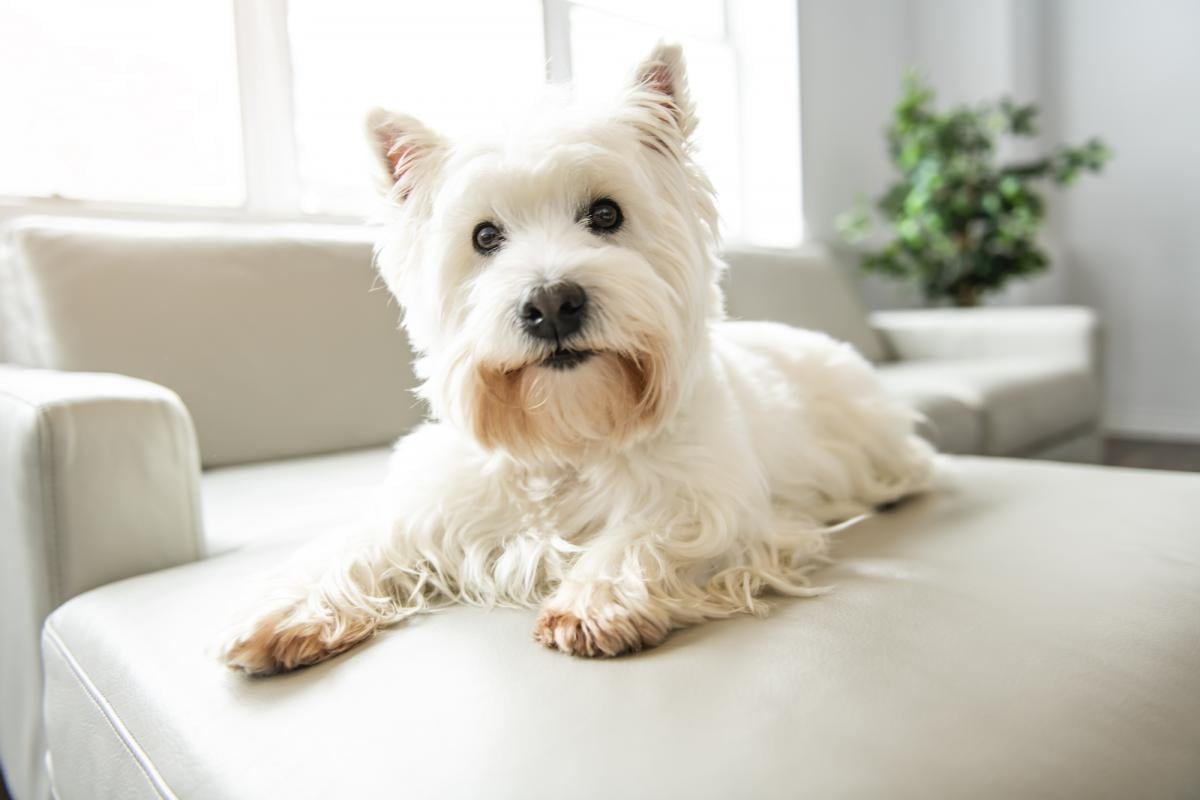 West Highland White Terrier - hængig og modig / depositphotos.com