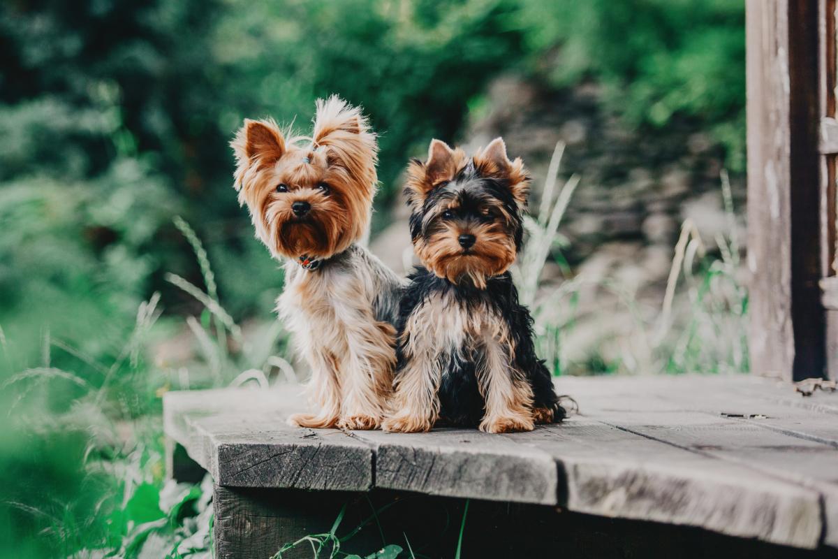 Yorkshire terrier - en lille favorit hos hele familien / depositphotos.com