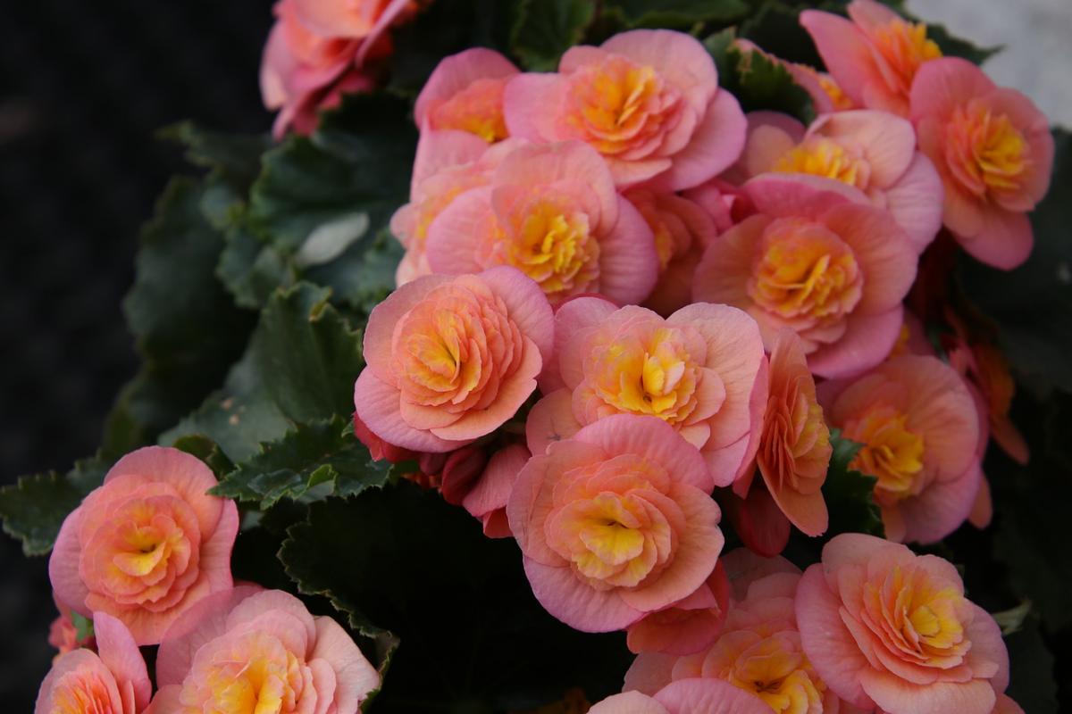 Begonia / pixabay foto