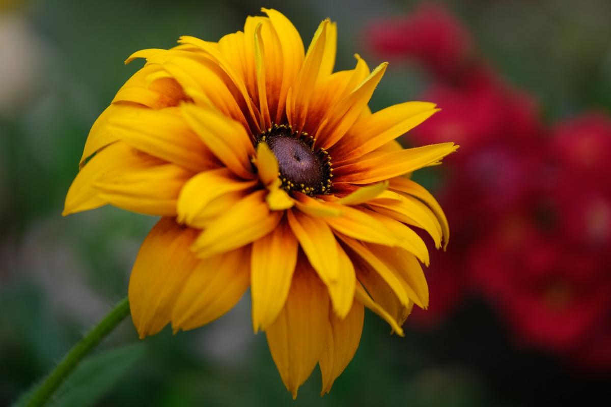 Rudbeckia / pixabay foto