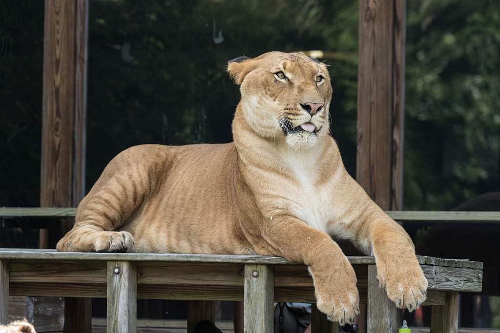 Sådan ser en liger ud