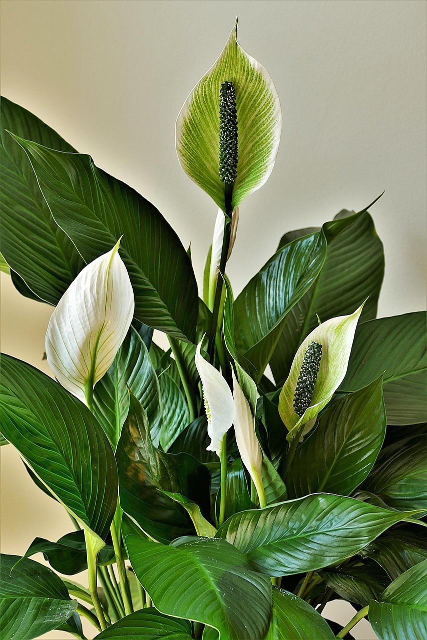 Spathiphyllum / pixabay foto