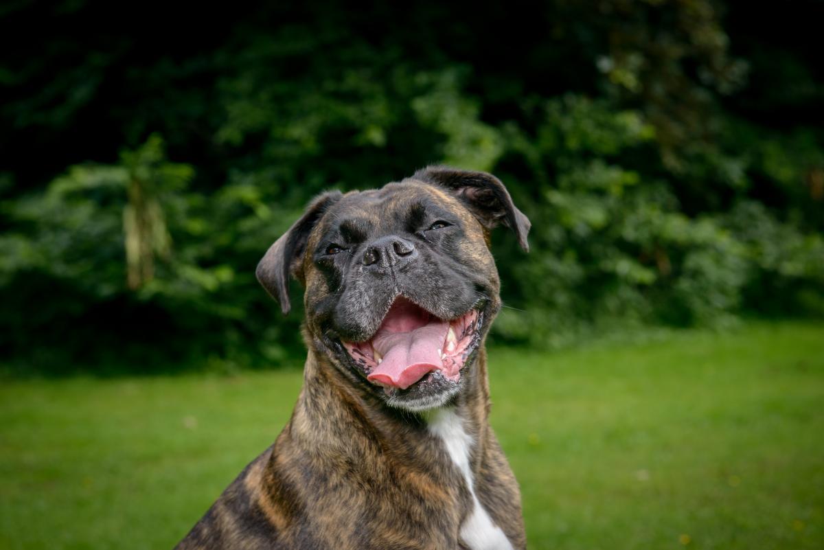 En hund kan gø om natten, fordi den keder sig / foto depositphotos.com