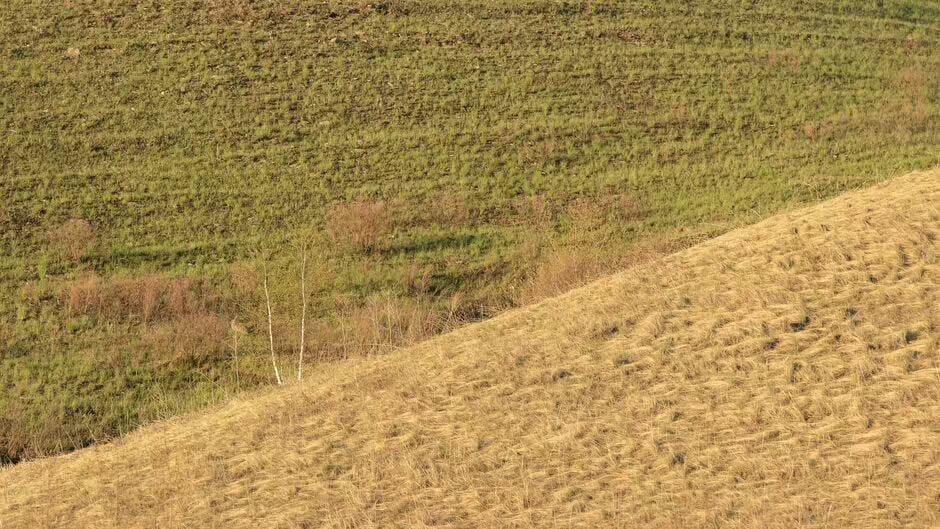 Kun unikke mennesker kan gøre det: Du skal finde en kanin på steppen på 6 sekunder