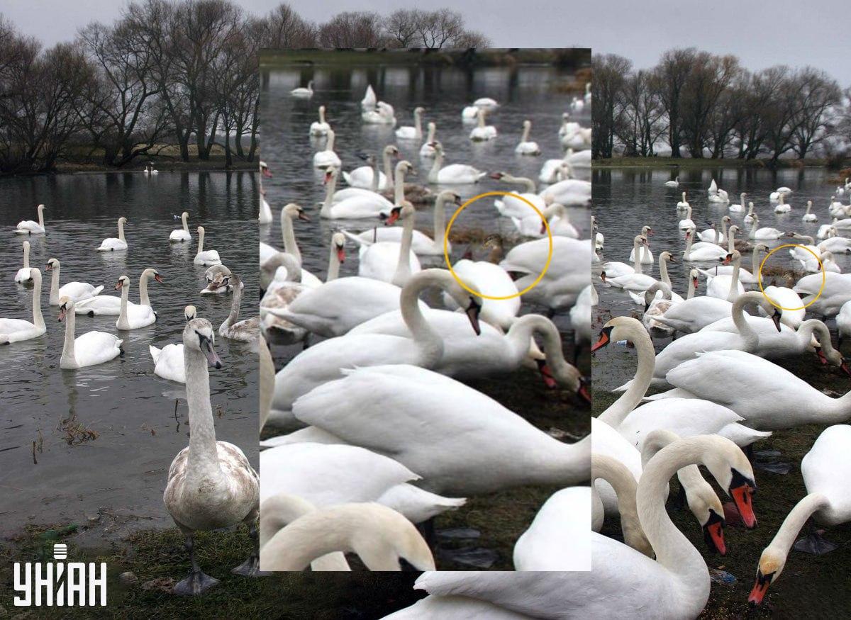 Vi skjulte bevidst anden på denne måde / Vi Collage