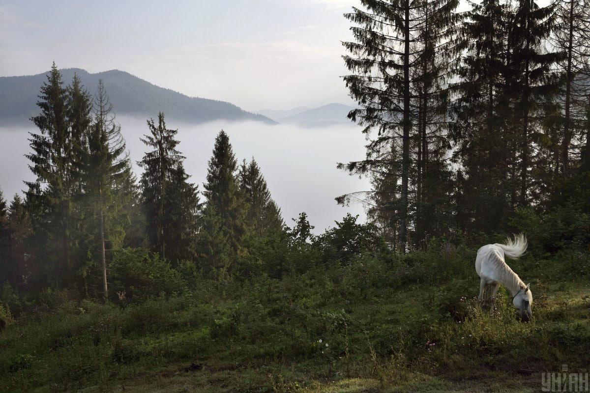 Find et snedigt dyr i sommerlandskabet på 12 sekunder / collage fra Vi photo