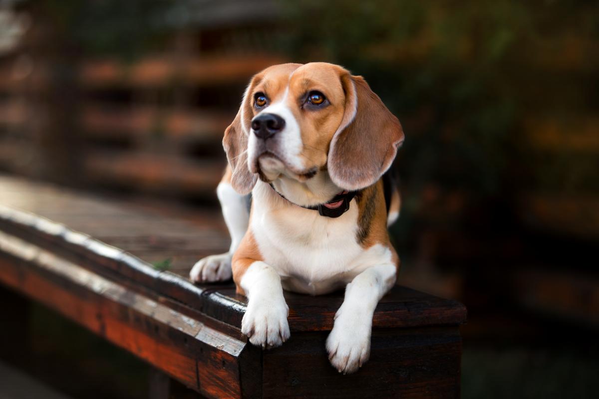 Hunderacen beagle / depositphotos.com