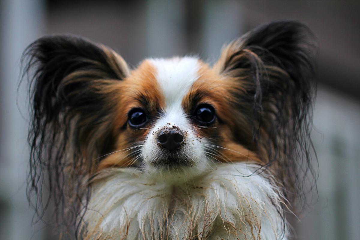 Papillon hunderace / pixabay.com