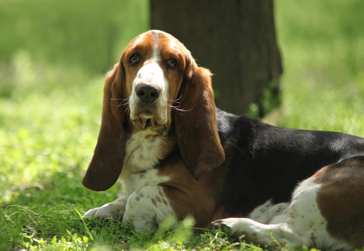 Basset Hound-racen / depositphotos.com